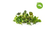 Smart Home - Click & Grow Smart Garden Refill 9-pack Italian Herbs Mix - PPMIPX9