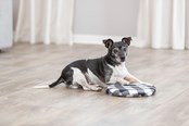 Hunde - Trixie Varmepude til opvarmning i mikrobølgeovn - TX28792