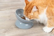 Katte - Trixie Ergonomic Feeding Bowl Ceramic XXL 0.35L 17cm - TX24805