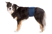 Hunde - Trixie Washable Nappies for Male Dogs M Waist 45-55cm - TX23663