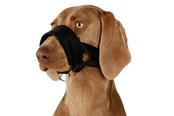 Hunde - Trixie Muzzle loop nylon XL–XXL black - TX19283