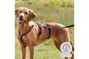 Hunde - Trixie Panic Harness Stay Escape-Proof Dog Harness L-XL 75-Stomach Circum: 75-100cm - TX13094