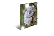 Mapper og Clipboards - HERMA Sammelmappe A4 Glossy Koala Polypropylen - 19323