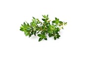 Smart Home - Click & Grow Smart Garden Refill 3-pack - Thyme - SGR17X3