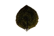 Køkkentilbehør - Costa Nova Asiet Hydrangea leaf Riviera 17 x 15 cm Dark green/Black - 22703