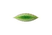 Køkkentilbehør - Costa Nova Asiet bay leaf Riviera 18 x 5.7 cm Green/Black Ceramic - 22707