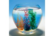 Legetøj - Goki Magic Shell 1pc. - 60836