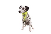 Hunde - Trixie Sikkerhedshalstørklæde til hunde L-XL 43-60cm - TX30123