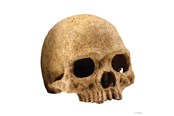 Fisk - EXO TERRA Kranie, Large 17 x 13,5 x 11,5 cm. - HPT2855