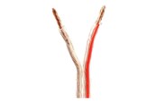 Audio kabel - Nedis bulk speaker cable - 100 m - CAGW4000TR1000