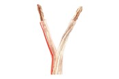 Audio kabel - Nedis bulk speaker cable - 100 m - CAGW6000TR1000