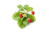 Smart Home - Click & Grow Click and Grow - Smart Garden Refill 3-pack - Wild Strawberry (SGR24X3) - SGR24X3