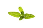 Smart Home - Click & Grow Click and Grow - Smart Garden Refill 3-pack Garden Sage - SGR7X3