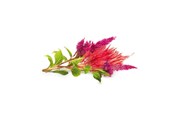 Smart Home - Click & Grow Click and Grow - Smart Garden Refill 3-pack Cockscomb - SGR4X3