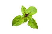 Smart Home - Click & Grow Click and Grow Smart Garden Refill 3-pack - Cinnamon Basil - SGR71X3