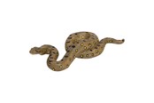 Figur - Mojo - Wildlife Green Anaconda - 381007
