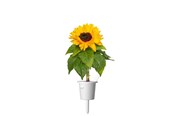 Havevanding - Click & Grow Plant Pods 3-Pack - Mini Sunflowers - Yellow - SGR65X3