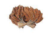 Fuglefoder, snacks & vitaminer - Hobby First Røde hirsekolber 25 kg - 0599