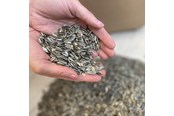 Fuglefoder, snacks & vitaminer - Natural Stribet solsikke - dobbeltrensede 15 kg - 0567