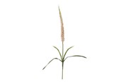 Boligindretning - Bloomingville Foxtail - 82061510