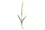 Boligindretning - Bloomingville Foxtail - 82061511
