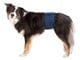 Hunde - Trixie Washable Nappies for Male Dogs XL Waist 65-75cm - TX23665